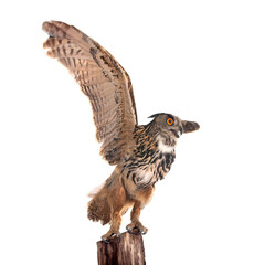 Wall Mural - Eurasian eagle-owl in studio