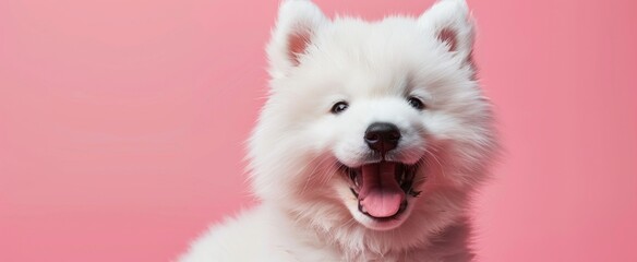 Wall Mural - Yawning White Dog with Pink Background