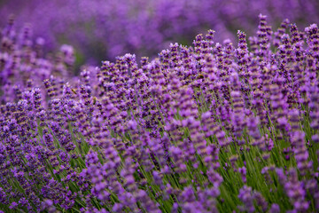 Wall Mural - Flowers in the lavender fields in the Provence mountains. Panoramic landscape with blooming lavender. Violet background.