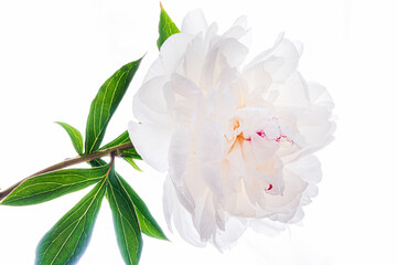 Poster - fresh peony on the white background