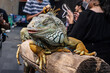© dsom - Iguana on a log. It's a popular pet in Thailand.