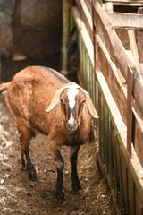 Wall Mural - Goats grazing on an animal farm