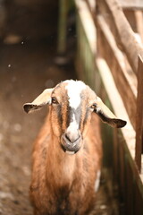 Wall Mural - Goats grazing on an animal farm