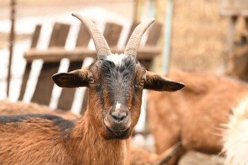 Sticker - Goats grazing on an animal farm