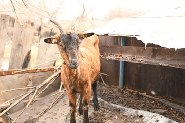 Sticker - Goats grazing on an animal farm