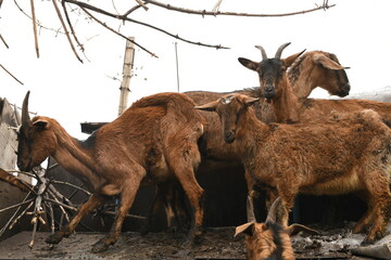 Wall Mural - Goats grazing on an animal farm