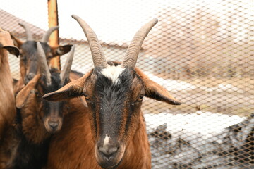 Sticker - Goats grazing on an animal farm