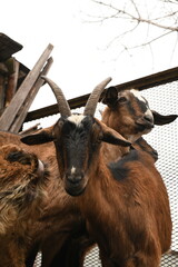 Wall Mural - Goats grazing on an animal farm