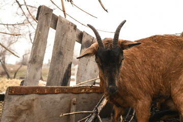 Wall Mural - Goats grazing on an animal farm