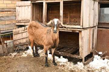 Wall Mural - Goats grazing on an animal farm