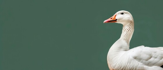 Wall Mural - Graceful goose with white feathers and distinctive beaks, thriving in natural habitats and adding charm to serene water landscapes