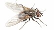© Shozib - House fly spreads its wings on a white background, showing its hairy body and compound eyes. Annoying and repulsive, flies are everywhere, carrying germs and diseases
