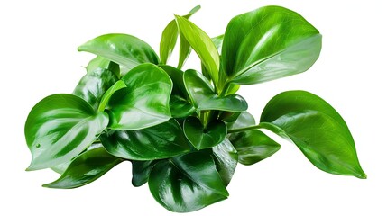 Green leaves Anubias minima popular aquarium plants isolated on white background with clipping path : Generative AI