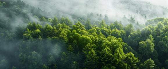 Sticker - Misty forest landscape with pine trees and fog in the air, panoramic view


