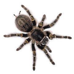 Fototapete - Female Grammostola Pulchripes aka Chaco Golden Knee tarantula. Top view, isolated on a white background.