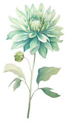 Sticker - PNG Green flower drawing dahlia plant