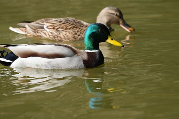 Wall Mural - mallard in a pond