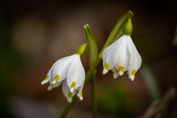 Wall Mural - Snowdrop in the spring