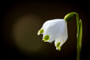 Wall Mural - Snowdrop in the spring