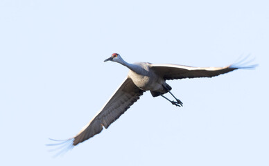 Wall Mural - Sandhill Crane flying in the sky