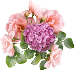 Wall Mural - Pink roses and hydrangea isolated on a transparent background. Png file.  Floral arrangement, bouquet of garden flowers. Can be used for invitations, greeting, wedding card.