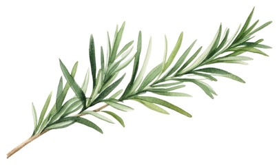 Poster - PNG Rosemary plant herbs leaf.