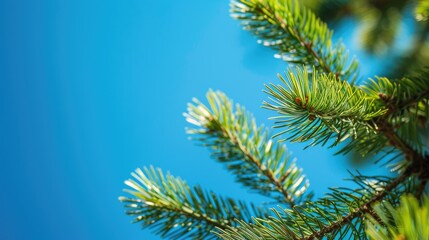 Wall Mural - Close up image of pine tree branches with vibrant green needles against a bright blue sky on a sunny day wallpaper