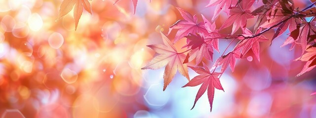 Wall Mural - Capture maple leaves on blurred nature background 