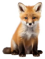 Sticker - PNG Baby red foxe wildlife animal mammal.