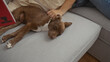 © Krakenimages.com - A woman relaxing in her living room with a sleeping dog on her hand by her side.
