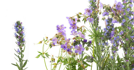 Wall Mural - Flowering wild grass and herbs isolated on white background. Meadow flowers wildflowers and plants Geranium pratense, Echium vulgare.