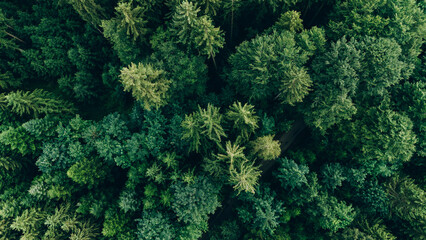 Aerial view of trees in forest in Germany