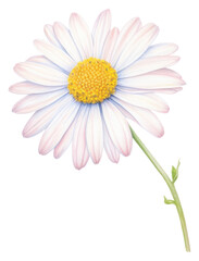 Sticker - PNG Daisy flower petal plant.