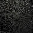 © PONG PUN TH - Black and White Spider Web