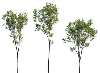 Wall Mural - Ulmus pumila frontal set trees isolated png in sunny daylight on a transparent background perfectly cutout (Chinese Elm or Siberian Elm )