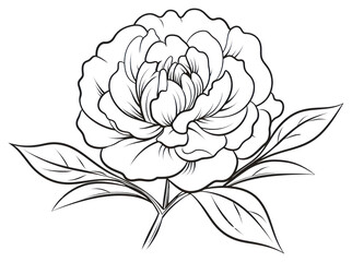 Wall Mural - PNG Peony doodle pattern drawing flower.