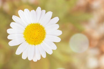 Canvas Print - Looking down on a daisy in full bloom