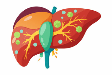 Detailed medical illustration of liver anatomy, including biliary system and blood vessels