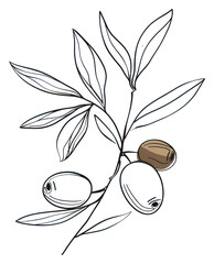 Sticker - PNG Hand drawn of olive drawing sketch cartoon.