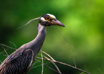 Wall Mural - Yellow-crowned Night Heron in the morning light along the Shadow Creek Ranch Nature Trail in Pearland, Texas