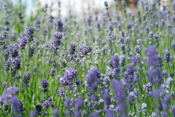 Canvas Print - low-angle view of purple lavender