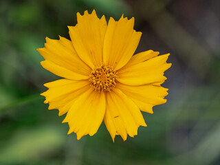 Golden Cosmos flower in bloom 2