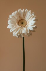 Wall Mural - White Gerbera Daisy Flower Close-Up in Front of a Tan Background