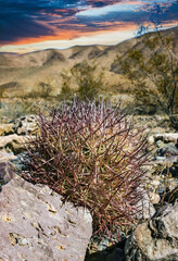 Wall Mural - Echinomastus johnsonii (Sclerocactus), rare species of rock desert cactus