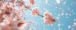 © AI_images_for_people - Blooming cherry blossoms against a clear blue sky, with soft pink petals falling gently.