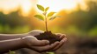 © tohceenilas - Hands gently holding a small plant sapling with soil, symbolizing growth and nurturing, captured against a warm sunset background.