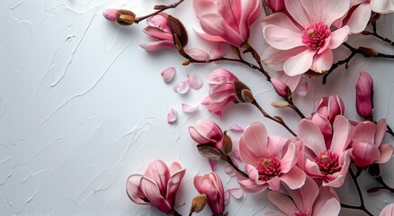 Wall Mural - Pink Magnolia Blossoms and Petals on White Background