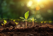 © evening_tao - Young Seedling in Sunlit Soil
