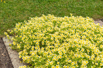 Sticker - Poached egg plant or Limnanthes Douglasii plant in Saint Gallen in Switzerland