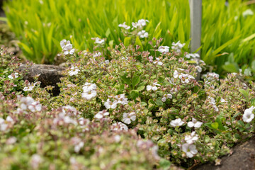 Wall Mural - Chickweed babys breath or Gypsophila Cerastioides plant in Saint Gallen in Switzerland